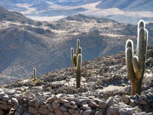 Cactus en Salta